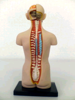 ���i�o�����X�w��